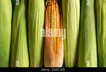 Mais mit grüner Schale und reifer Mais in einer Reihe ausgerichtet, Draufsicht. Vollformat-Hintergrund mit Mais, Grün und Ripped. Stockfoto