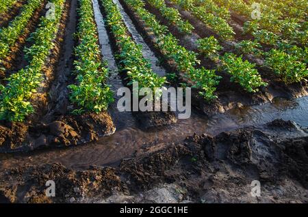 Steuerung des Wasserflusses in der Plantage. Wasser fließt durch Kanäle. Europäische Landwirtschaft. Landwirtschaft. Agronomie. Agroindustrie und Agrarindustrie. Gemüseanbau Stockfoto