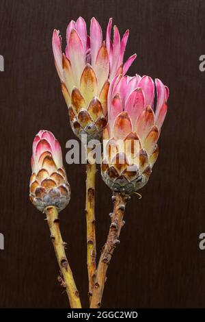 Drei exotische rosafarbene Protea-Blüten, die für Floristen ein großer Pluspunkt sind Stockfoto