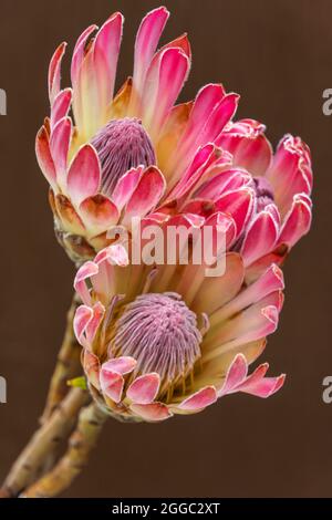 Drei exotische rosafarbene Protea-Blüten, die für Floristen ein großer Pluspunkt sind Stockfoto