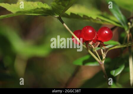 Rubus saxatilis, Steinbramble. An einem sonnigen Sommertag im Wald stehen rote, reife Steinbeeren aus der Nähe eines Busches mit grünen Blättern. Speicherplatz kopieren. Stockfoto