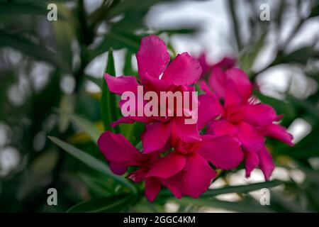 Blütenhaufen eines dunkelrosa Nerium Oleander Stockfoto