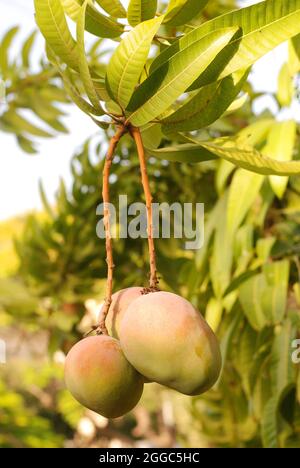 Nahaufnahme von Mangofrüchten auf einem Mangobaum (Mangifera indica) unter den Strahlen der Sonne Stockfoto