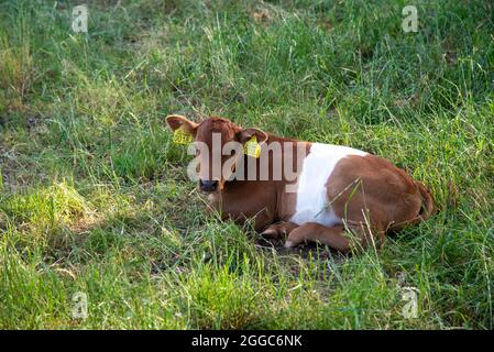 Lakenvelder Kalb im Feld in Gelderland, Holland Stockfoto