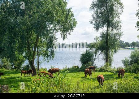 Authentisches Brandrode-Vieh in der Aue in der Nähe des großen Flusses Maas, Holland Stockfoto