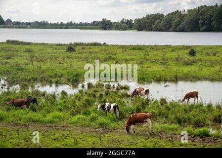 Kühe in der Aue des großen Flusses Maas in Gelderland, Holland Stockfoto