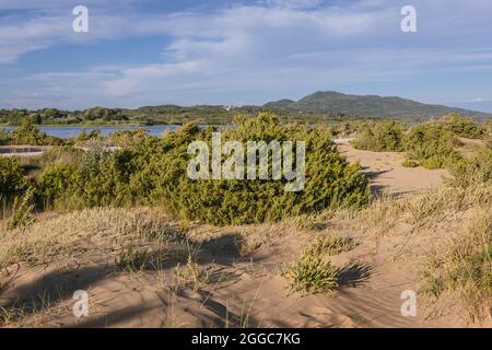 Pflanzen auf Dünen über der Küstenlagune Korission im südlichen Teil der griechischen Insel Korfu, im Ionischen Meer Stockfoto