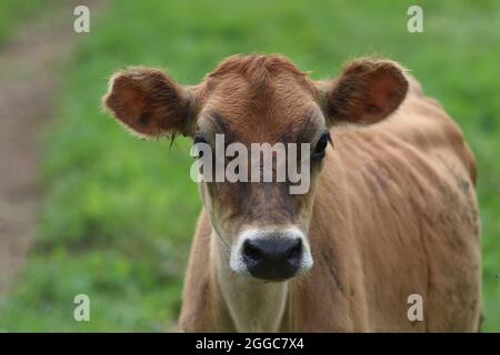 Eine Jersey-Kuh auf einer Weide auf einem Bauernhof im Sommer Stockfoto