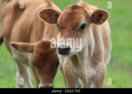 Jersey Kälber auf einer Kuhweide auf einem Bauernhof im Sommer Stockfoto