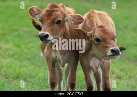 Jersey Kälber auf einer Kuhweide auf einem Bauernhof im Sommer Stockfoto