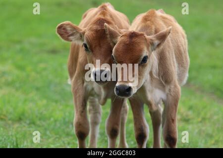 Jersey Kälber auf einer Kuhweide auf einem Bauernhof im Sommer Stockfoto