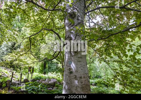 Fagus sylvatica f. Purpurea-Baum, allgemein Europäische Buche oder gemeine Buche genannt Stockfoto