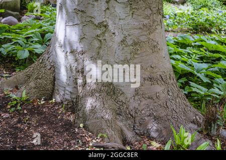 Stamm von Fagus sylvatica f. Purpurea-Baum, gemeinhin als europäische Buche oder gemeine Buche bezeichnet Stockfoto