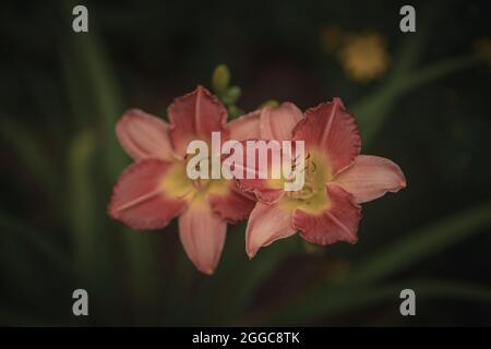 Nahaufnahme von zwei schönen rosa Taglilien Stockfoto