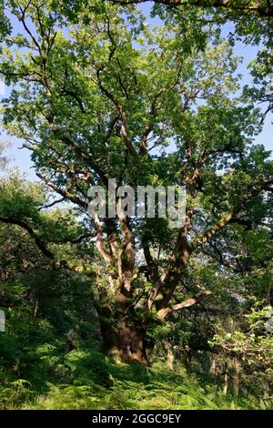 Alte bestäubter, sessile Eiche - Quercus petraea, East Water Valley, Horner Wood, Exmoor, Somerset Stockfoto