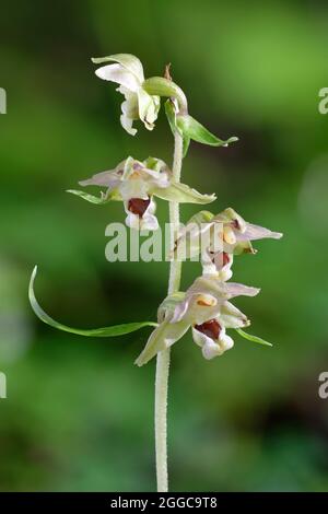 Violet Helleborine - Epipactis purpurata, Nahaufnahme der Orchideenblume Stockfoto