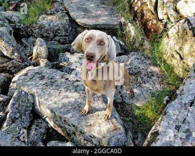 Porträt eines niedlichen Weimaranerhundes, der auf den Felsen steht Stockfoto