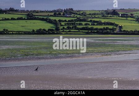 Der einsame Kormoran: Sumpfgebiete und grüne Hügel in der Nähe von Inchydoney, County Cork Stockfoto