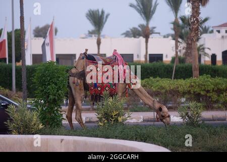 Ein Kamel frisst Gras. Ein Kamel in ägyptischer Nationalkleidung auf dem Territorium des Hotels. Stockfoto