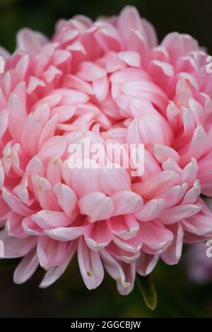 Pinkfarbener Pfingstrosen-Aster auf einem Blumenbeet im Garten. Extreme Nahaufnahme. Stockfoto