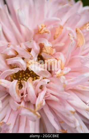 Eine Knospe eines schwindenden Pfingstrosen-förmigen Asters in Nahaufnahme mit getrockneten Blütenblattspitzen Stockfoto