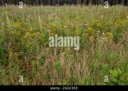 Transinne, Wallonien, Belgien - 10. August 2021: Euro Space Centre. Grünes Feld voller Wildblumen in gelben, violetten und weißen Farben. Stockfoto