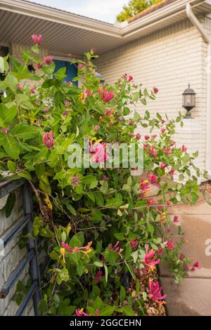 Die blühende Goldflame-Geißbohne, Lonicera heckrottii, klettert über eine weiß gestrichene Ziegelwand vor einem Haus. Kansas, USA. Stockfoto