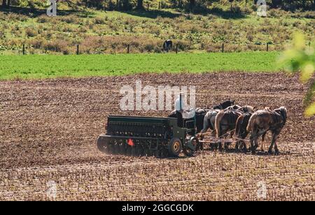 Amish Farmer Pflügefeld nach der Maisernte mit 6 Pferden, die an einem sonnigen Tag Landmaschinen mit Gasmotor auf die Ausrüstung ziehen Stockfoto