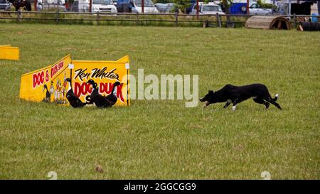 Motueka, Tasman/Neuseeland – 8. Dezember 2013: Hunde- und Entenschau auf der Motueka Agrar- und Pastoralschau (A & P Show) in Neuseeland. Nicht tickt Stockfoto