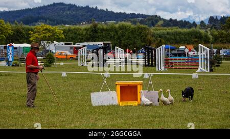 Motueka, Tasman/Neuseeland – 8. Dezember 2013: Hunde- und Entenschau auf der Motueka Agrar- und Pastoralschau (A & P Show) in Neuseeland. Nicht tickt Stockfoto