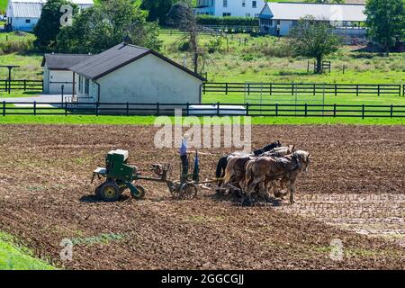 Amish Farmer Pflügefeld nach der Maisernte mit 6 Pferden, die an einem sonnigen Tag Landmaschinen mit Gasmotor auf die Ausrüstung ziehen Stockfoto