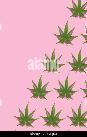 Grünes Hanfblatt-Muster auf rosa Hintergrund. 3d-Rendertextur. Stockfoto