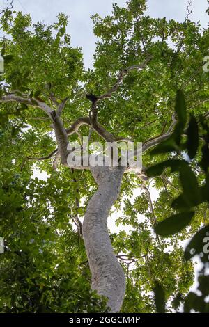 Ein riesiger Baum wächst zwischen dem tropischen Dschungel, der die Insel Gam bedeckt, in Richtung Himmel, im Raja Ampat, Indonesien Stockfoto