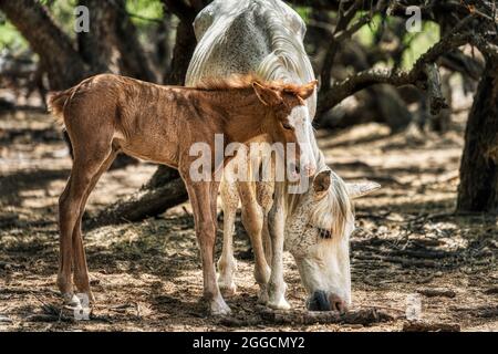 5 Wochen altes Fohlen flüstert Mama ins Ohr. Salt River Wild Horses im Tonto National Forest in der Nähe von Phoenix, Arizona. Stockfoto