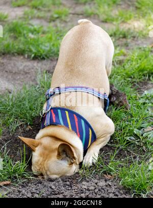 Der 5-jährige rotbraune männliche Franzose schob sich in Gophers Bau. Hundepark an der Leine in Nordkalifornien. Stockfoto