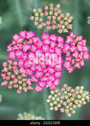 Die rosa Blüten einer Schafgarbe (achillea millefolium). Stockfoto