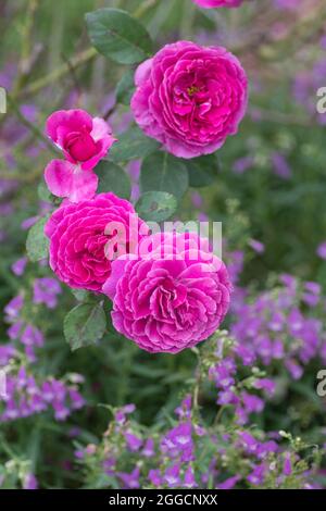 Die tiefrosa Blüten einer Strauchrose. Stockfoto