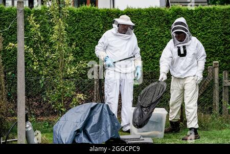 Hamburg, Deutschland. August 2021. Ein Nest der asiatischen Hornisse (Vespa velutina Nigrithorax) wird von Entomologen im Hamburger Stadtteil Farmsen-Bern aus einer Hecke entfernt. Das Nest wurde zu Forschungszwecken an die Universität Hamburg gebracht. Nach Angaben der Umweltbehörde sind asiatische Hornissen für den Menschen nicht gefährlicher als die einheimischen europäischen Hornisse. (To dpa 'Neues Nest asiatischer Hornisse in Hamburg gefunden') Quelle: Axel Heimken/dpa/Alamy Live News Stockfoto
