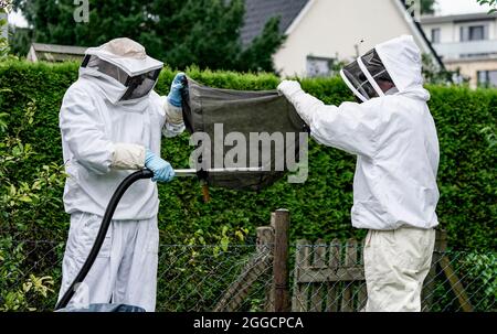 Hamburg, Deutschland. August 2021. Ein Nest der asiatischen Hornisse (Vespa velutina Nigrithorax) wird von Entomologen im Hamburger Stadtteil Farmsen-Bern aus einer Hecke entfernt. Das Nest wurde zu Forschungszwecken an die Universität Hamburg gebracht. Nach Angaben der Umweltbehörde sind asiatische Hornissen für den Menschen nicht gefährlicher als die einheimischen europäischen Hornisse. (To dpa 'Neues Nest asiatischer Hornisse in Hamburg gefunden') Quelle: Axel Heimken/dpa/Alamy Live News Stockfoto