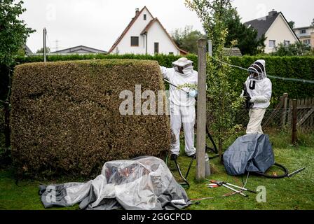 Hamburg, Deutschland. August 2021. Ein Nest der asiatischen Hornisse (Vespa velutina Nigrithorax) wird von Entomologen im Hamburger Stadtteil Farmsen-Bern aus einer Hecke entfernt. Das Nest wurde zu Forschungszwecken an die Universität Hamburg gebracht. Nach Angaben der Umweltbehörde sind asiatische Hornissen für den Menschen nicht gefährlicher als die einheimischen europäischen Hornisse. (To dpa 'Neues Nest asiatischer Hornisse in Hamburg gefunden') Quelle: Axel Heimken/dpa/Alamy Live News Stockfoto