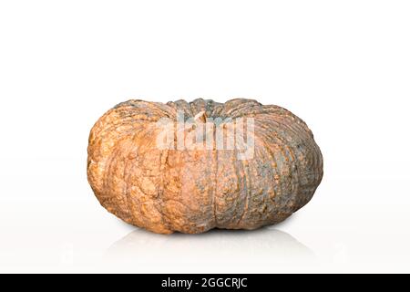 Kürbis isoliert auf weißem Hintergrund mit Beschneidungspfad. Stockfoto