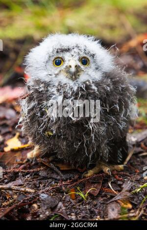 Ruru (morepork) Küken, Stewart Island, Rakiura Stockfoto