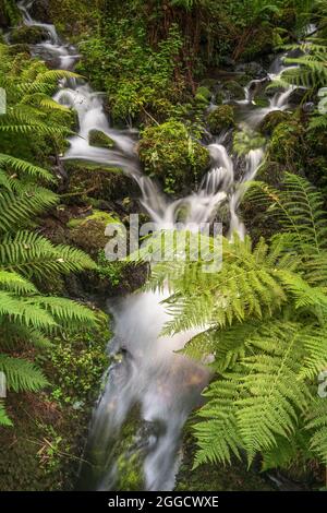 Die Canontegn Falls sind einer der höchsten Wasserfälle in England. Sie befindet sich im Teign Valley, im Dartmoor National Park in der Nähe von Chudleigh, South Devon, Stockfoto