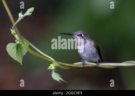 Annas Kolibri-Vogel in Vancouver, BC, Kanada Stockfoto