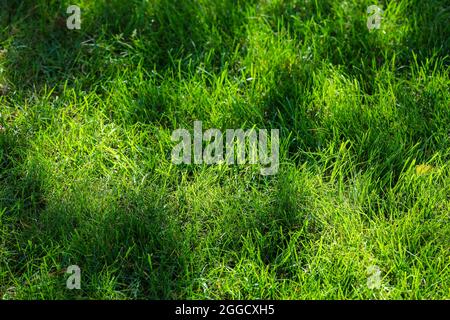 Blick von oben auf das hohe, flauschige Gras auf dem Golfplatz. Hochwertige Fotos Stockfoto