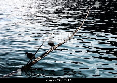 Schleppvögel sitzen auf einem Ast, der aus dem Luganer See auftaucht Stockfoto