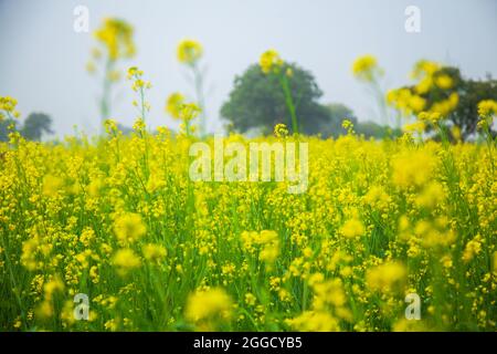 Eine wunderschöne Landschaft eines blühenden Bio-Senffeldes (Sarson), während der Erntezeit in Indien. Stockfoto