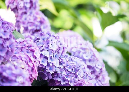 Großblättrige Hortensienblume. Fliederblüten und Hortensienblätter. Nahaufnahme. Stockfoto