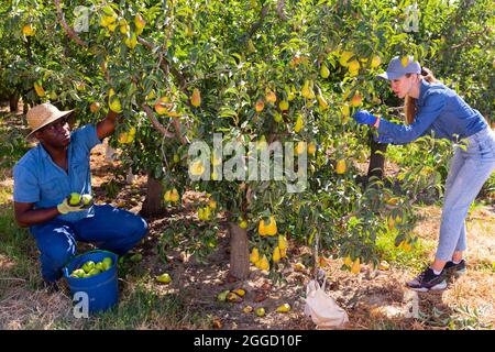 Ein Team professioneller Arbeiter erntet Birnen auf der Plantage Stockfoto