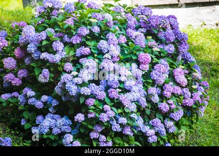 Großblättrige Hortensienblume. Fliederblüten und Hortensienblätter. Nahaufnahme. Stockfoto